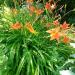 Lukovice: Hemerocallis Fulva Single orange-2 kom, slika1